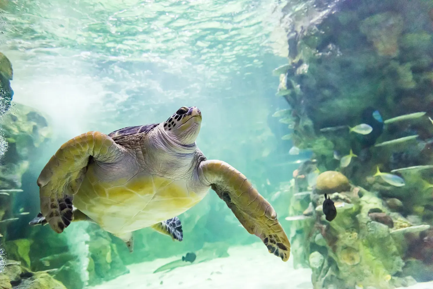 SL Turtles