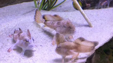 Handfish