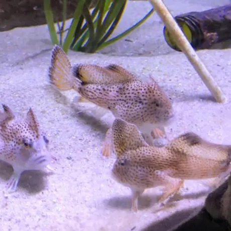 Handfish