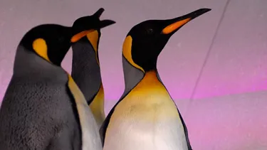 Penguins Pruple
