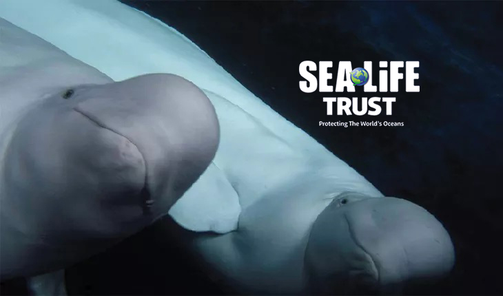 Beluga Whales | SEA LIFE Trust