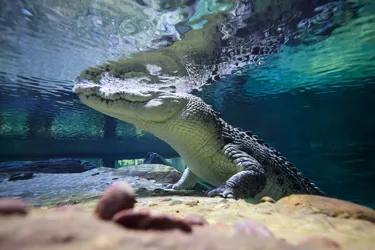 Coowonga the saltwater crocodile at SEA LIFE Melbourne Aquarium