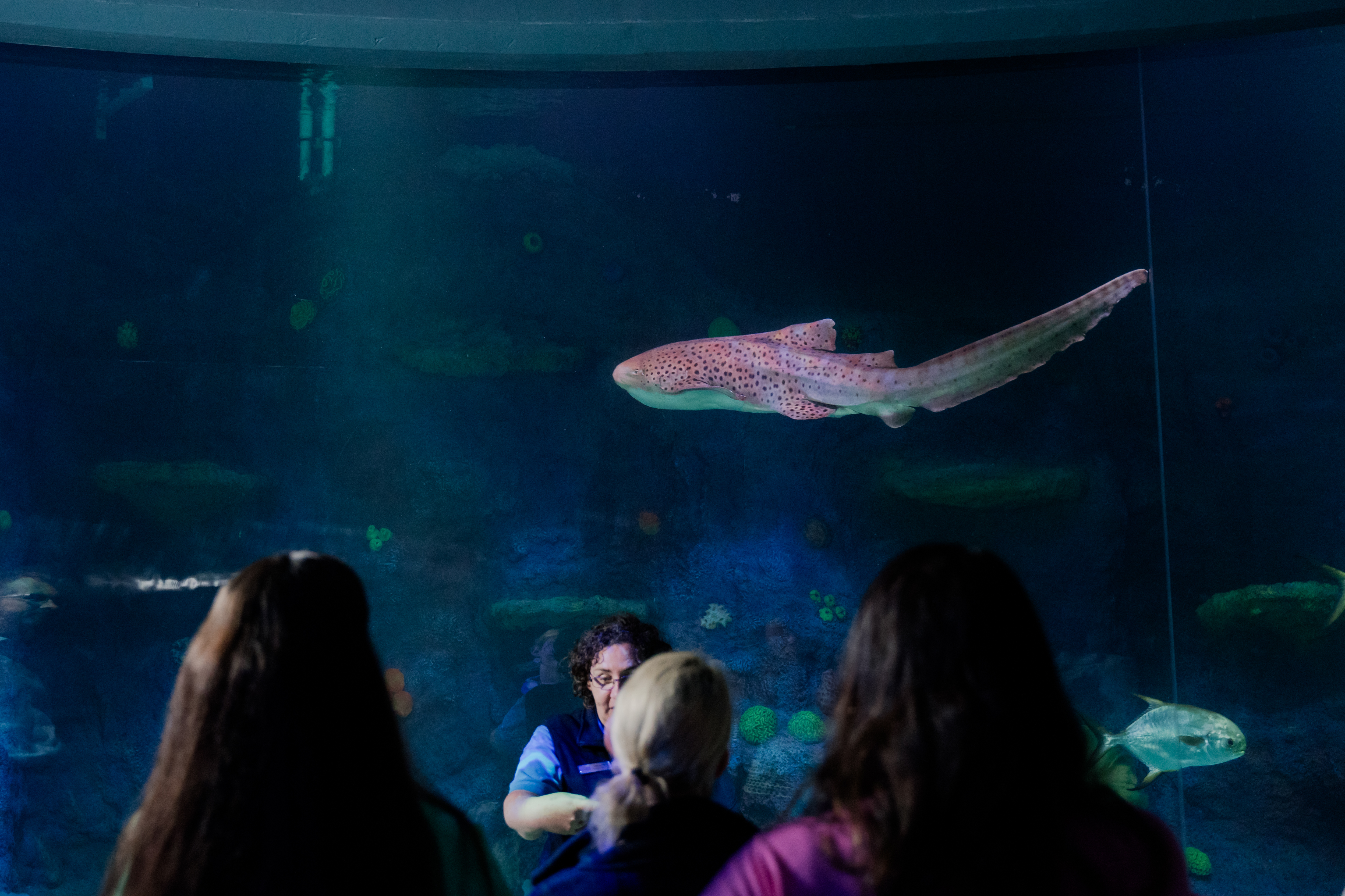 Night On The Reef Leopard Shark