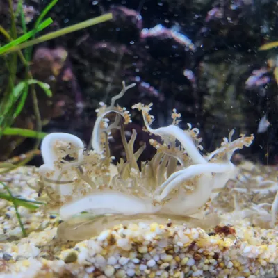 Upside Down Jellyfish