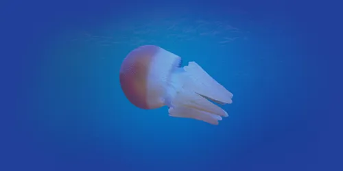 Jelly Desktop