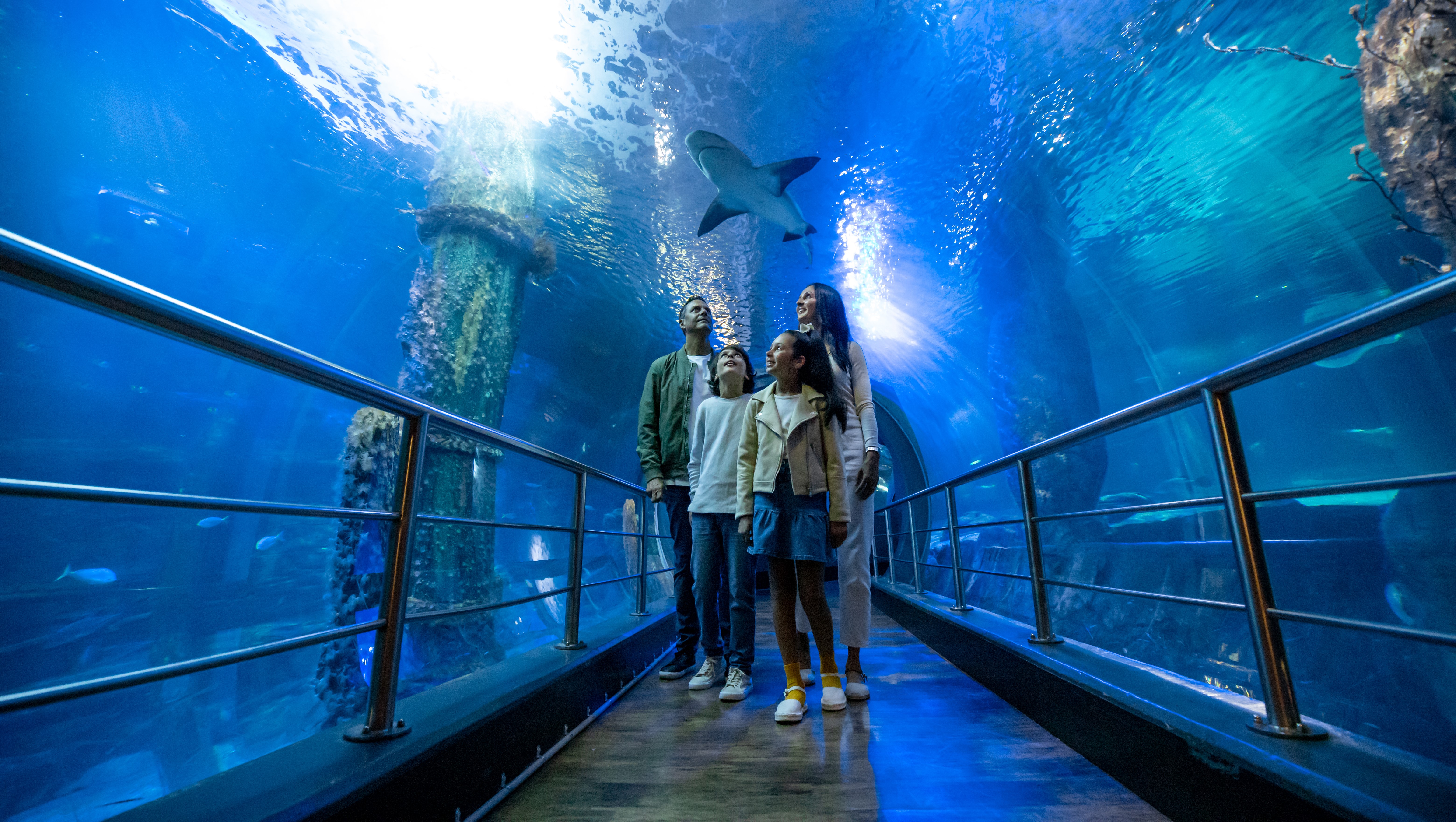 SEA LIFE Melbourne Aquarium NECI Ocean Tunnel (1) Edit (1)