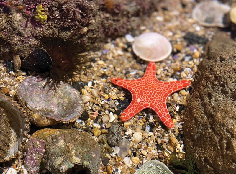 Sea Star Mobile Image SLMA