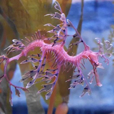SEA LIFE Melbourne Leafy Sea Dragon