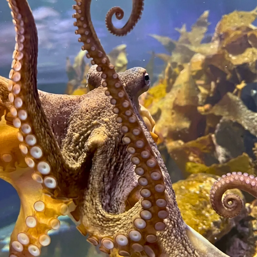 Fuzz The Gloomy Octopus At SEA LIFE Melbourne Aquarium 04