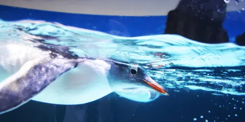 penguin floating