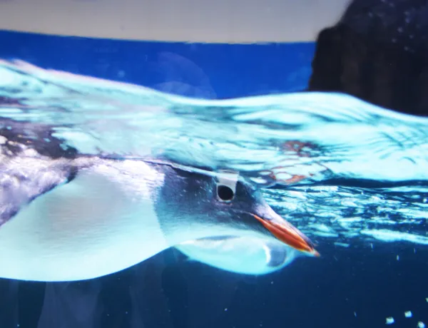 penguin floating