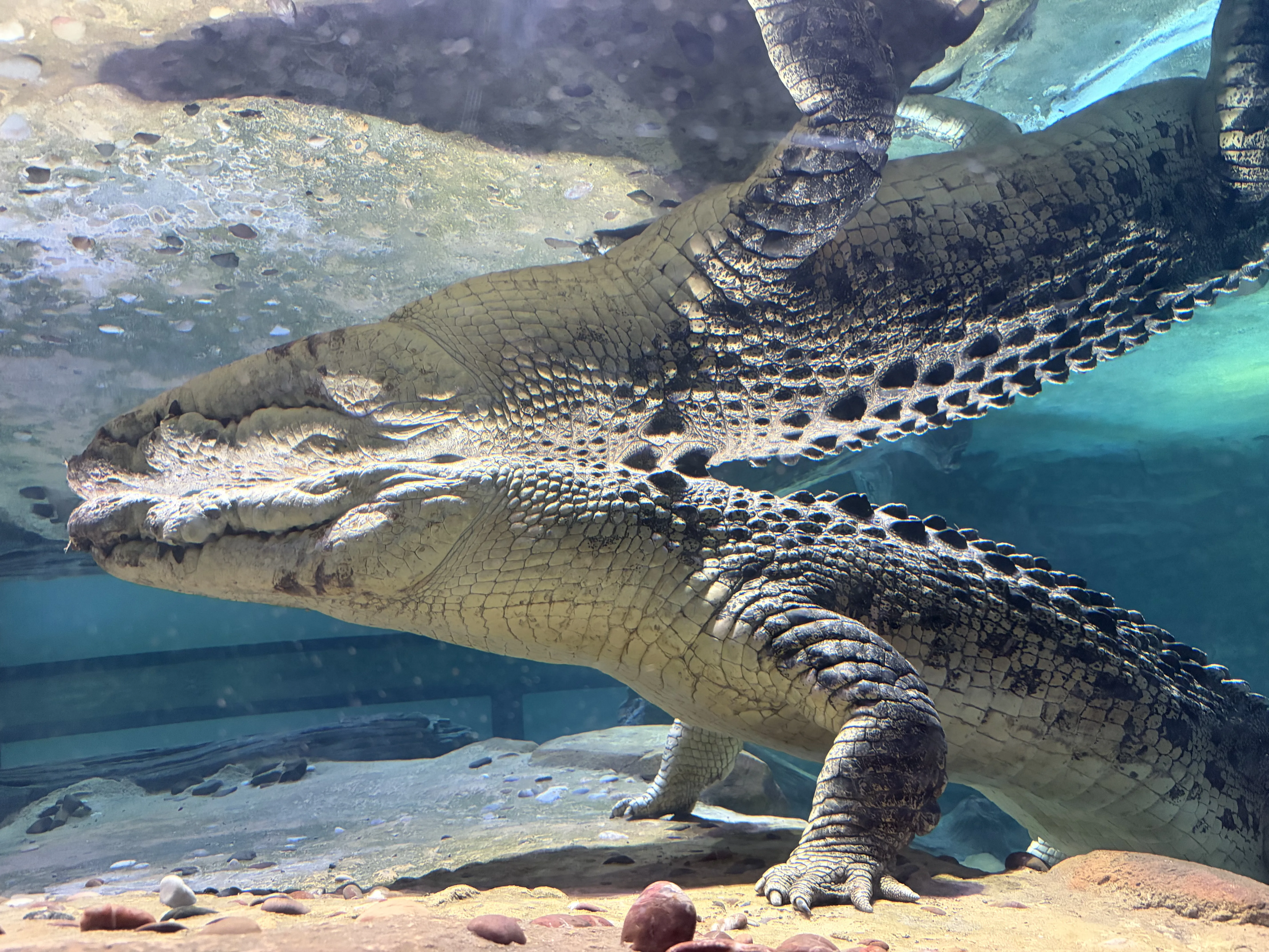 Saltwater Crocodile