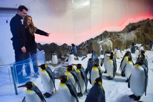 Penguin Passport (1)