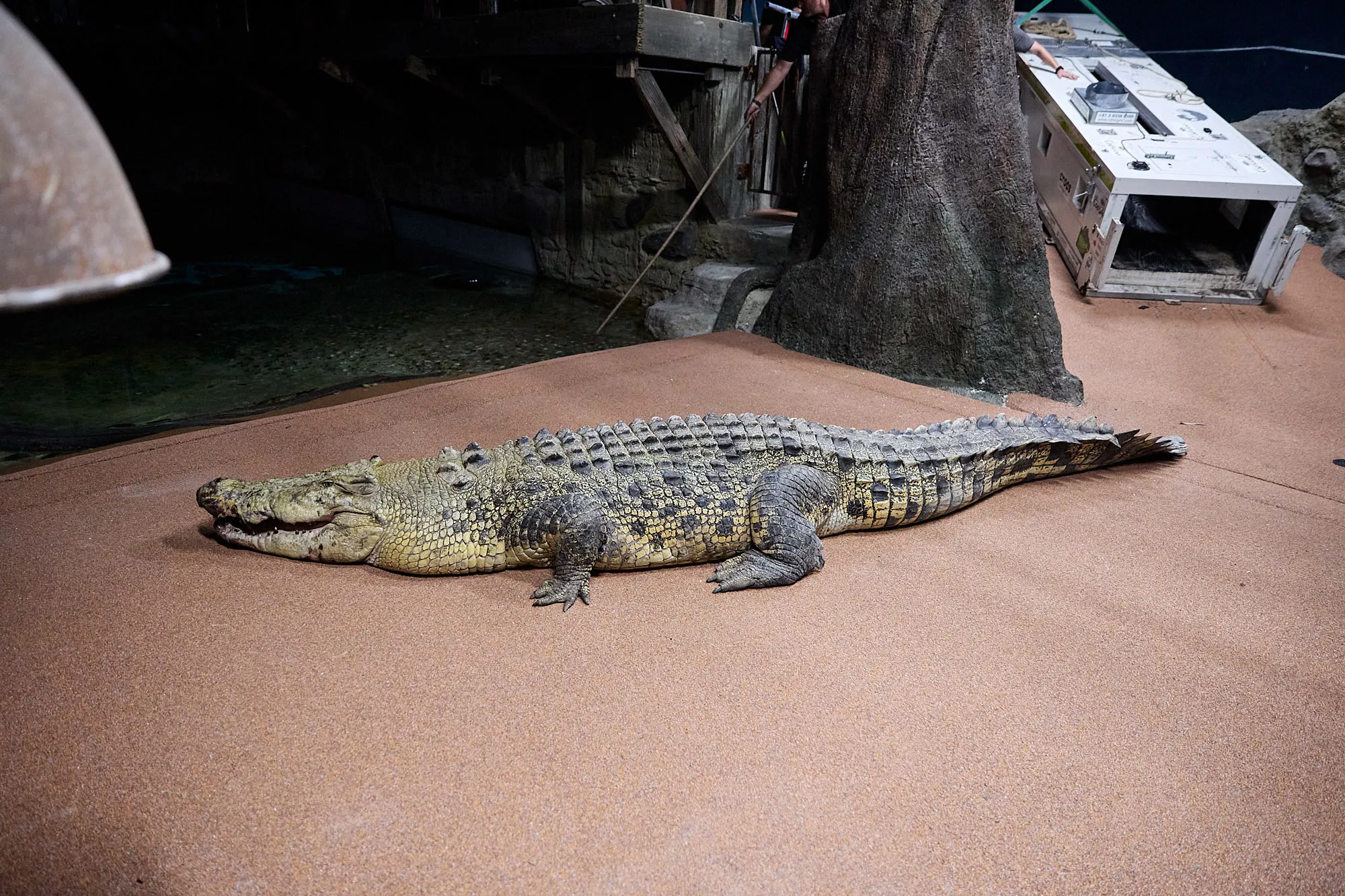 KP 032 New Crocodile Arrival 220326