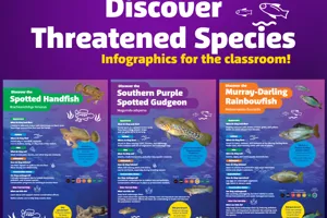 Discover The Murray Darling Rainbowfish Melanotaenia Fluviatilis
