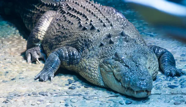 Croc Pinj