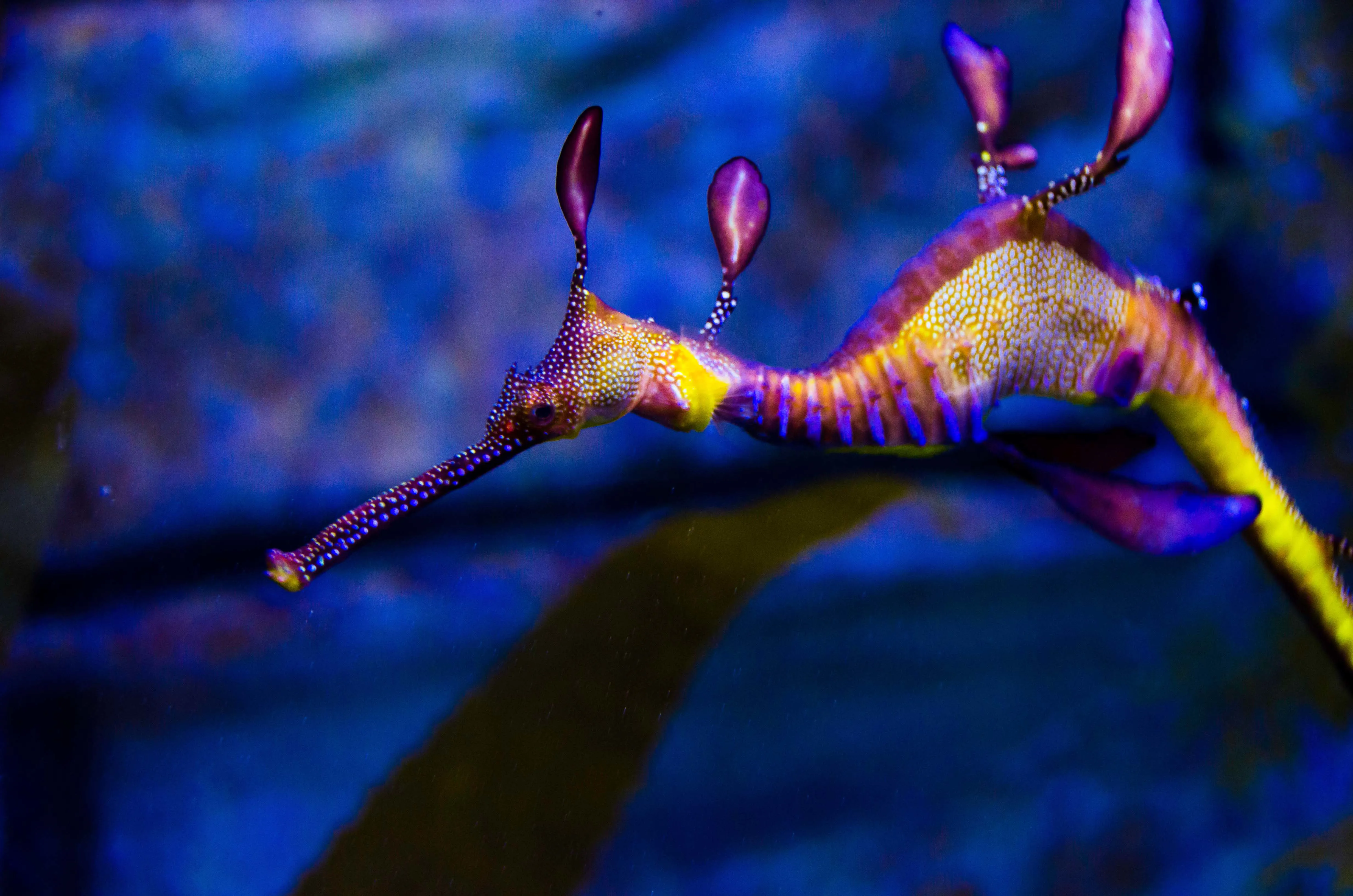 Weedy Sea Dragon