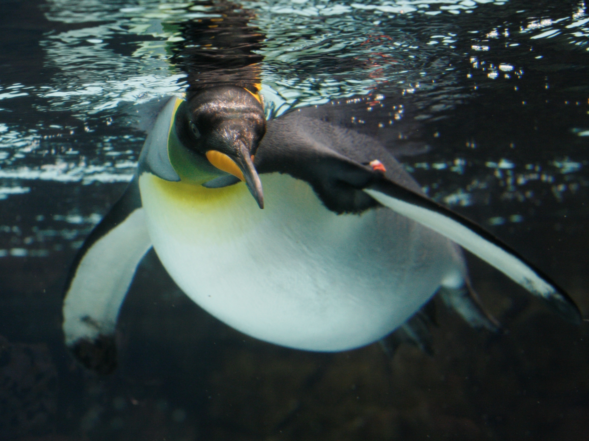 King Penguin Swimming In Pool