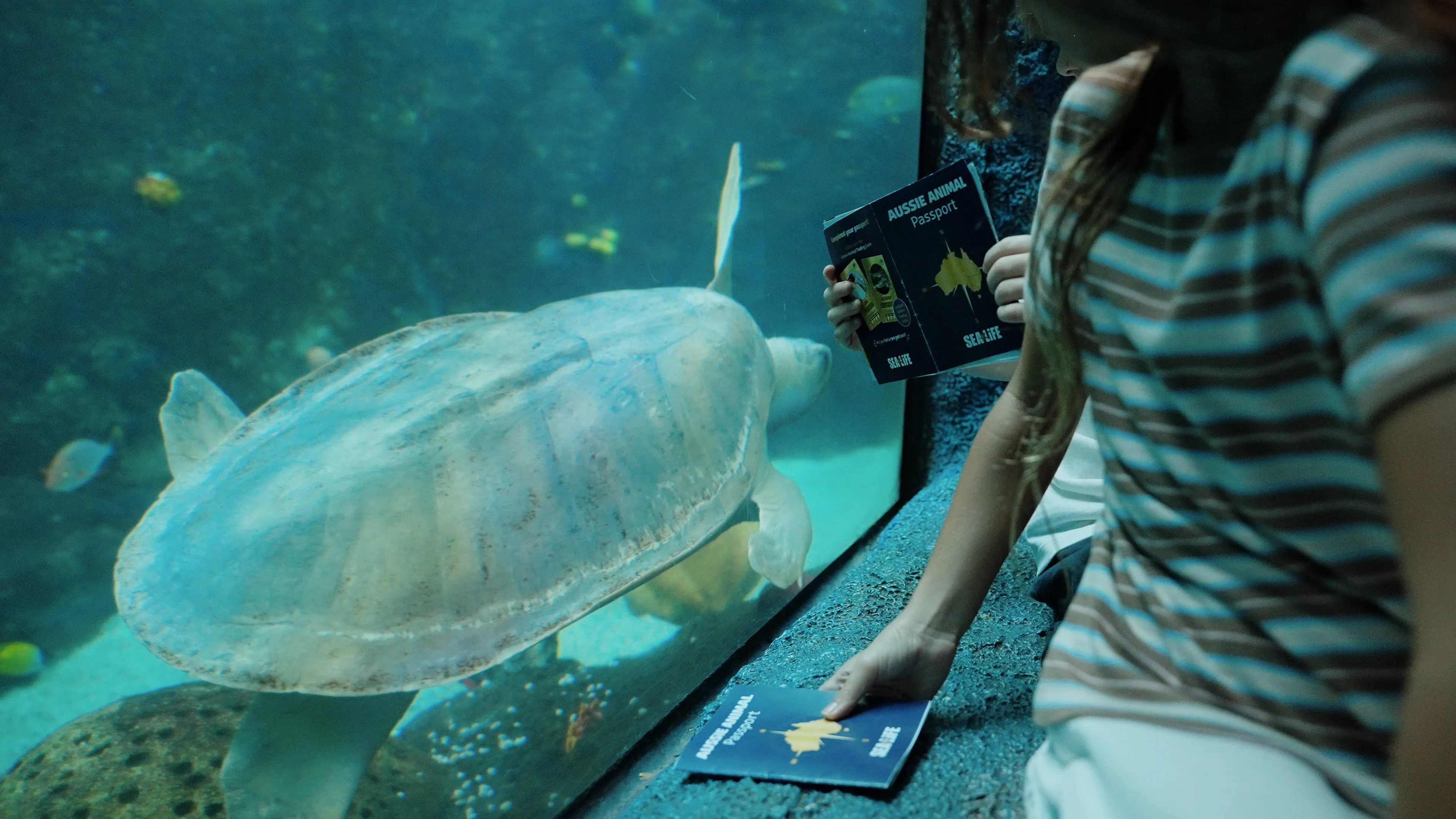 SLM AAP Turtle 1 (1)