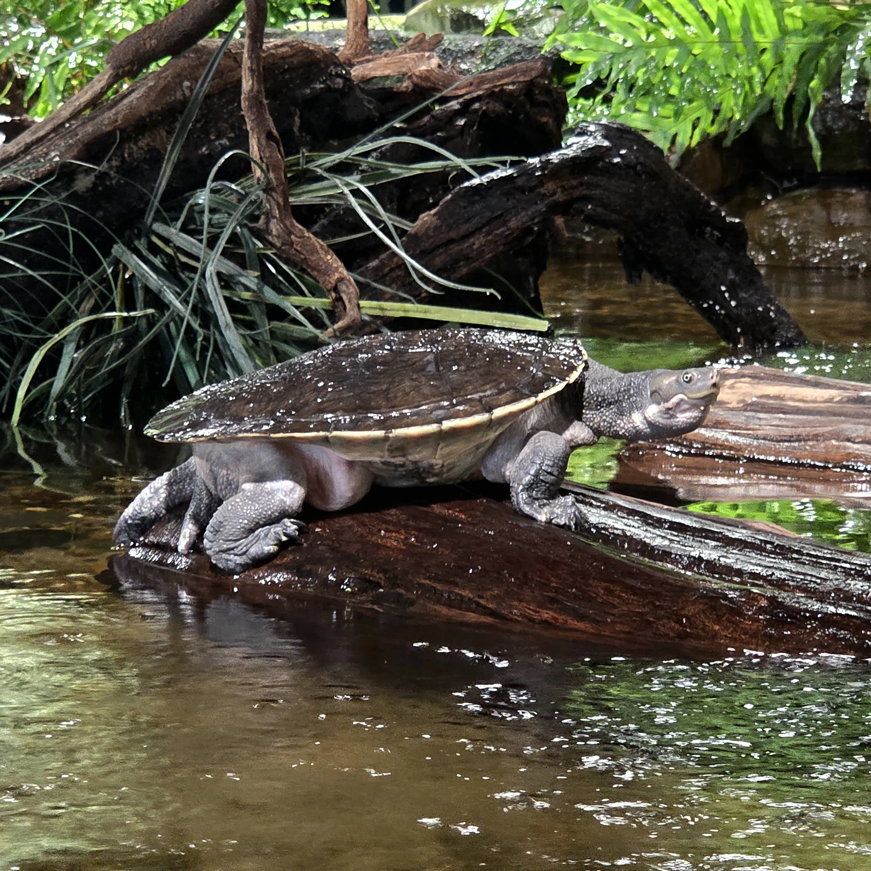 River Turtle
