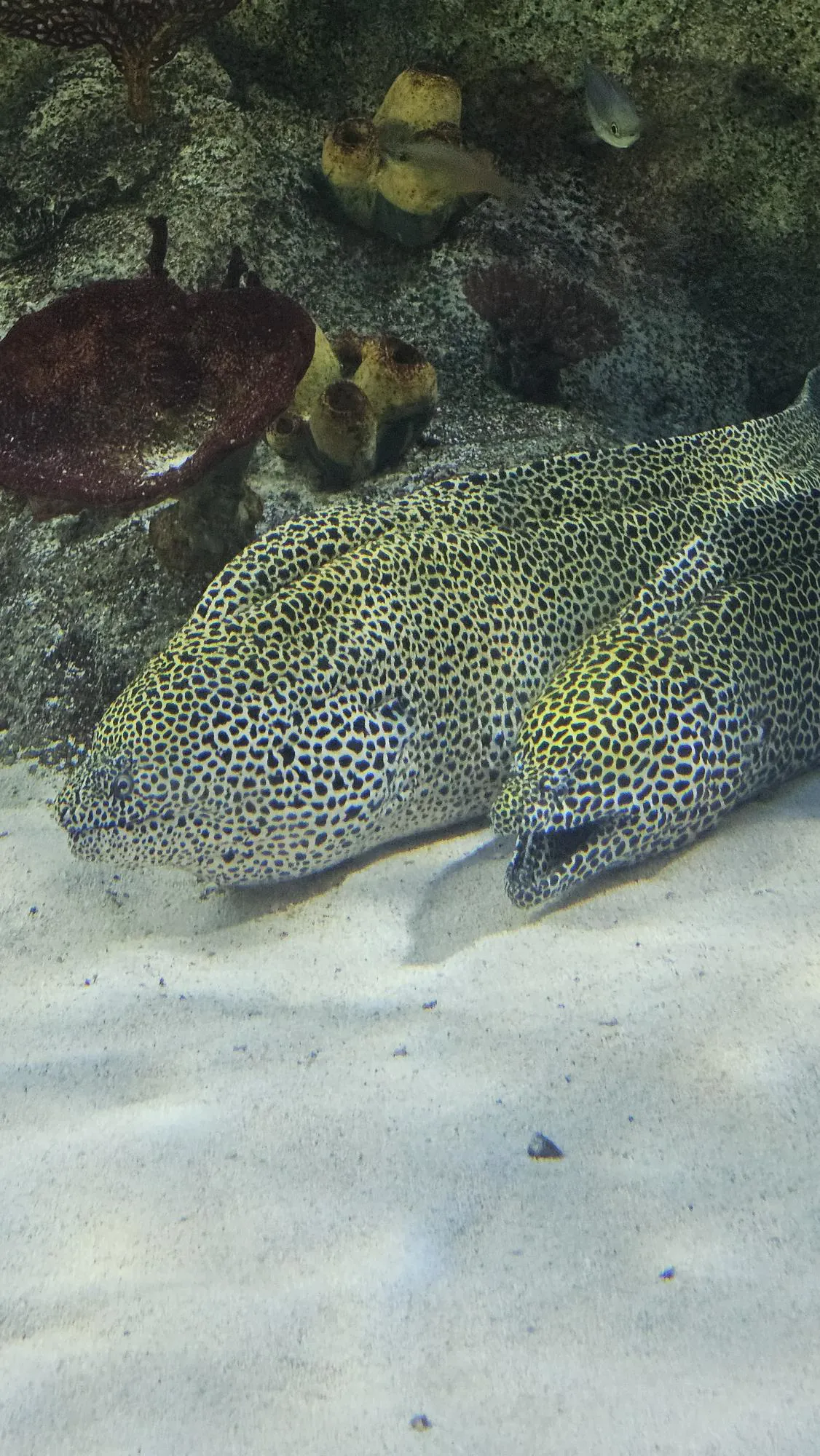 Moray Eel