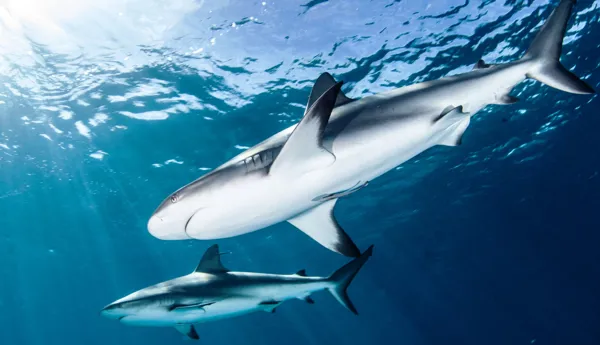 Bigstock Shark Diving 101658125 YES