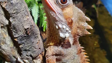 ‘Boyd's Forest Dragon transitioned from female to male