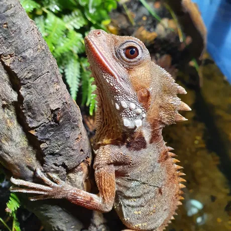 ‘Boyd's Forest Dragon transitioned from female to male