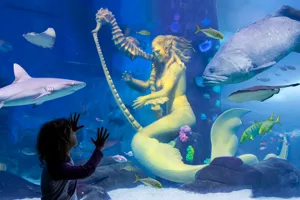 Mermaid Garden