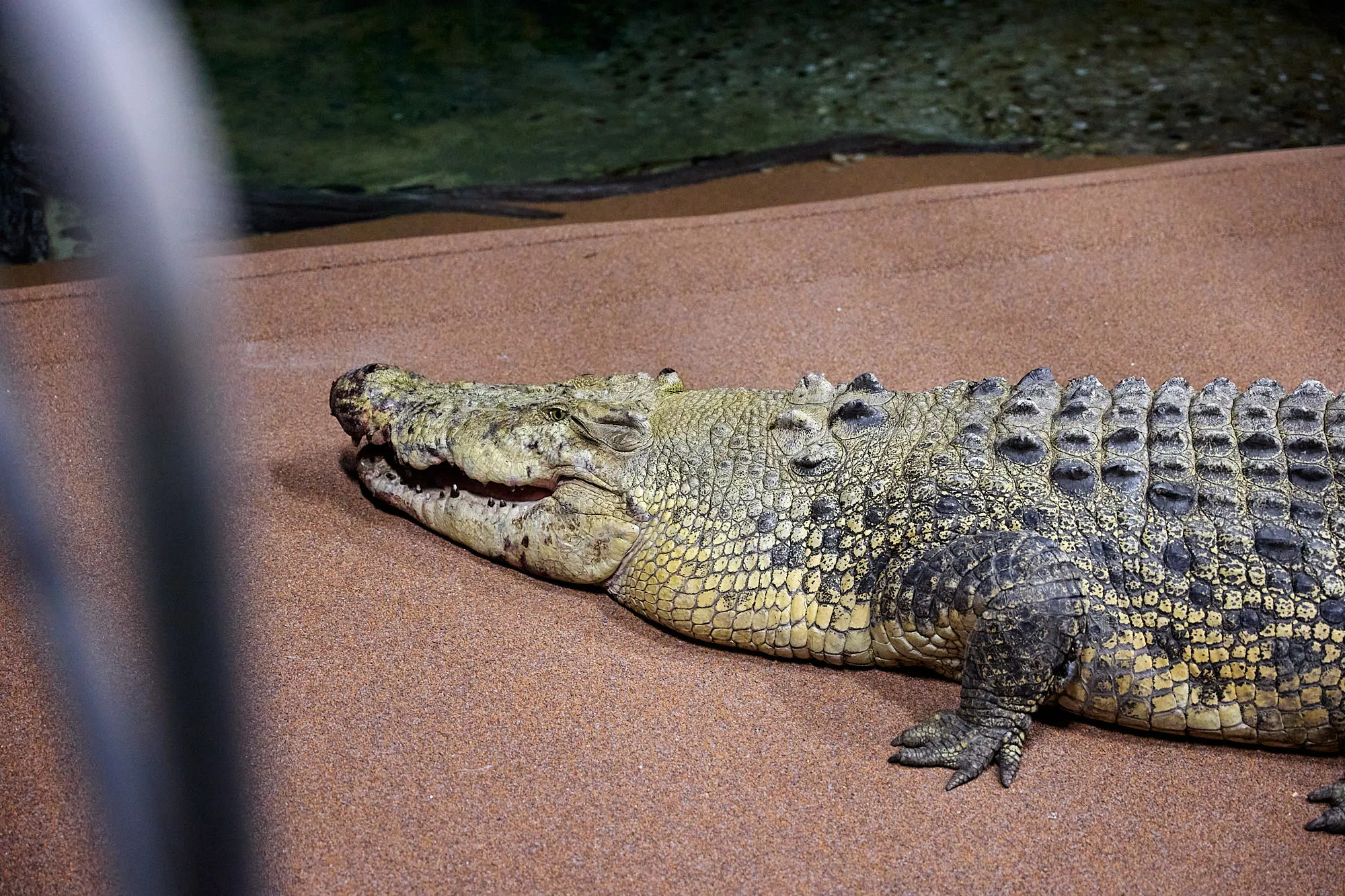 KP 030 New Crocodile Arrival 220326