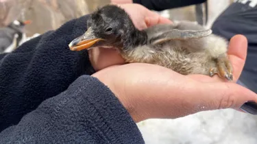 Gentoo Penguin 02.11.20 1