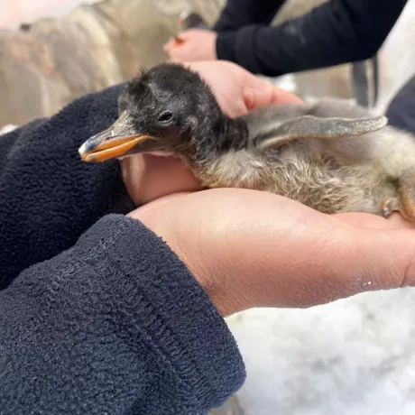 Gentoo Penguin 02.11.20 1