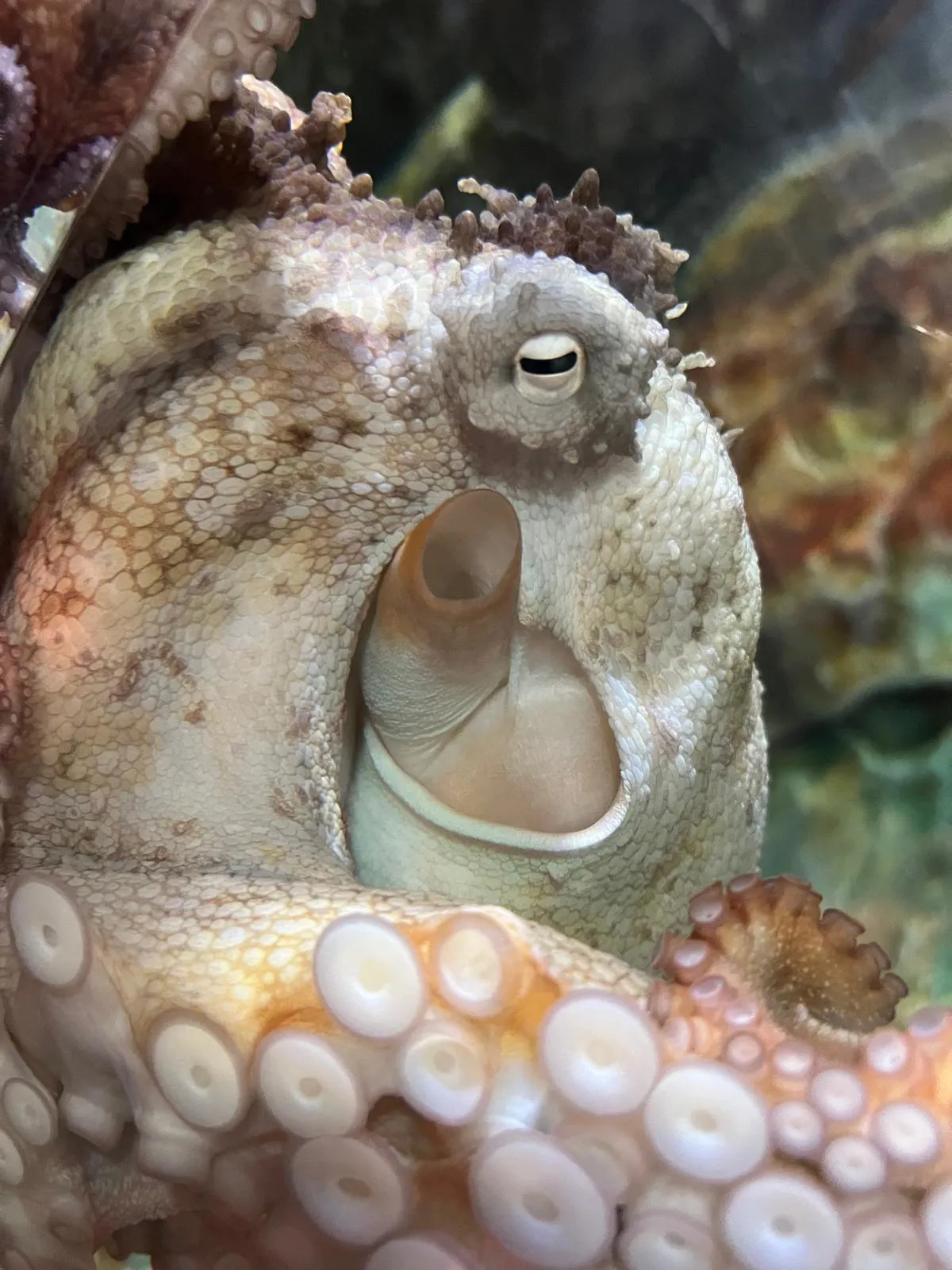 Fuzz The Gloomy Octopus At SEA LIFE Melbourne Aquarium 01 (1)