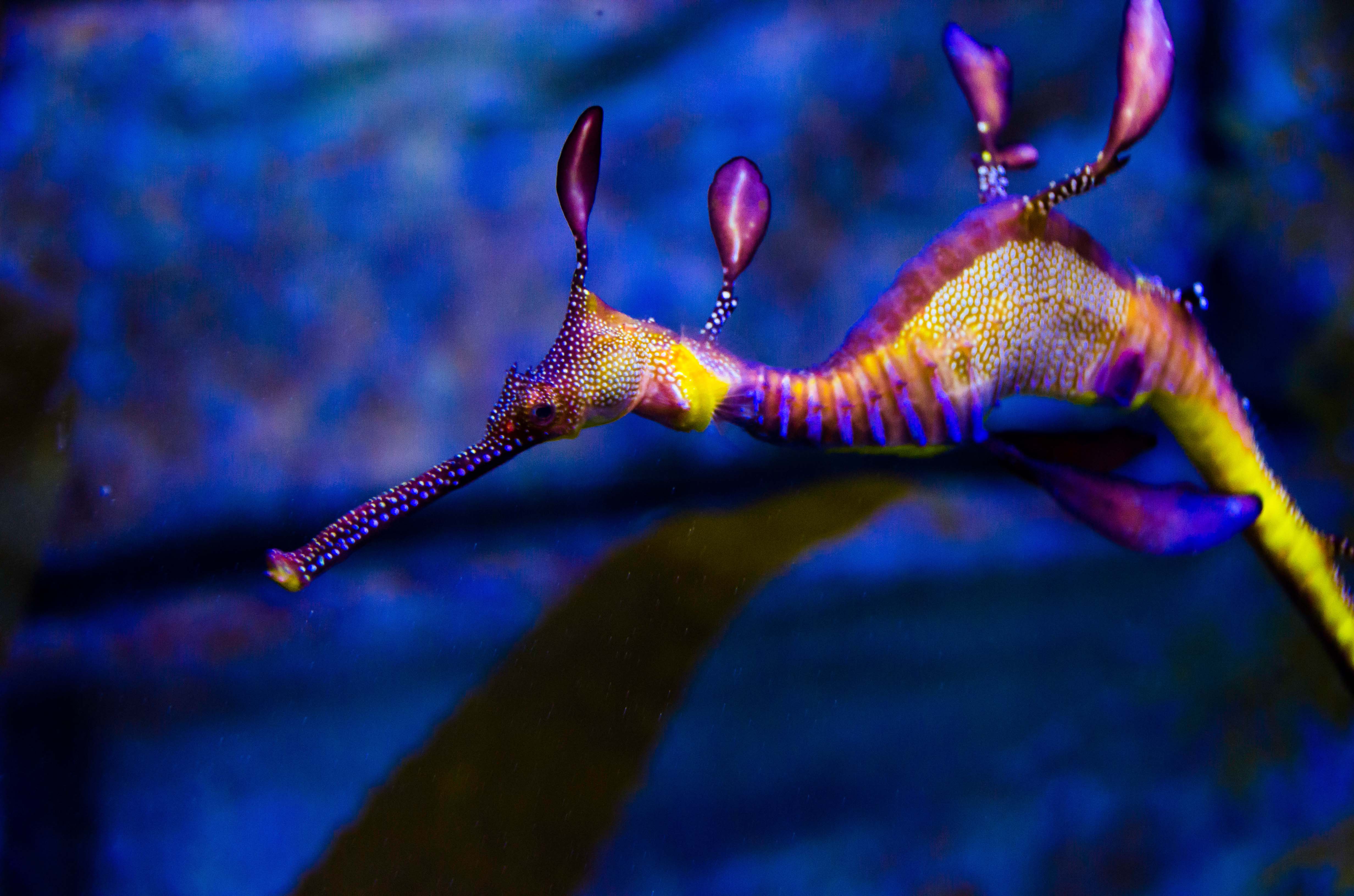 SLMA Weedy Sea Dragon