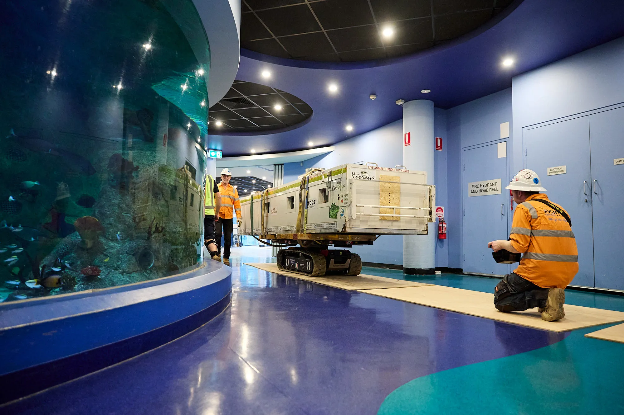 KP 020 New Crocodile Arrival 220326