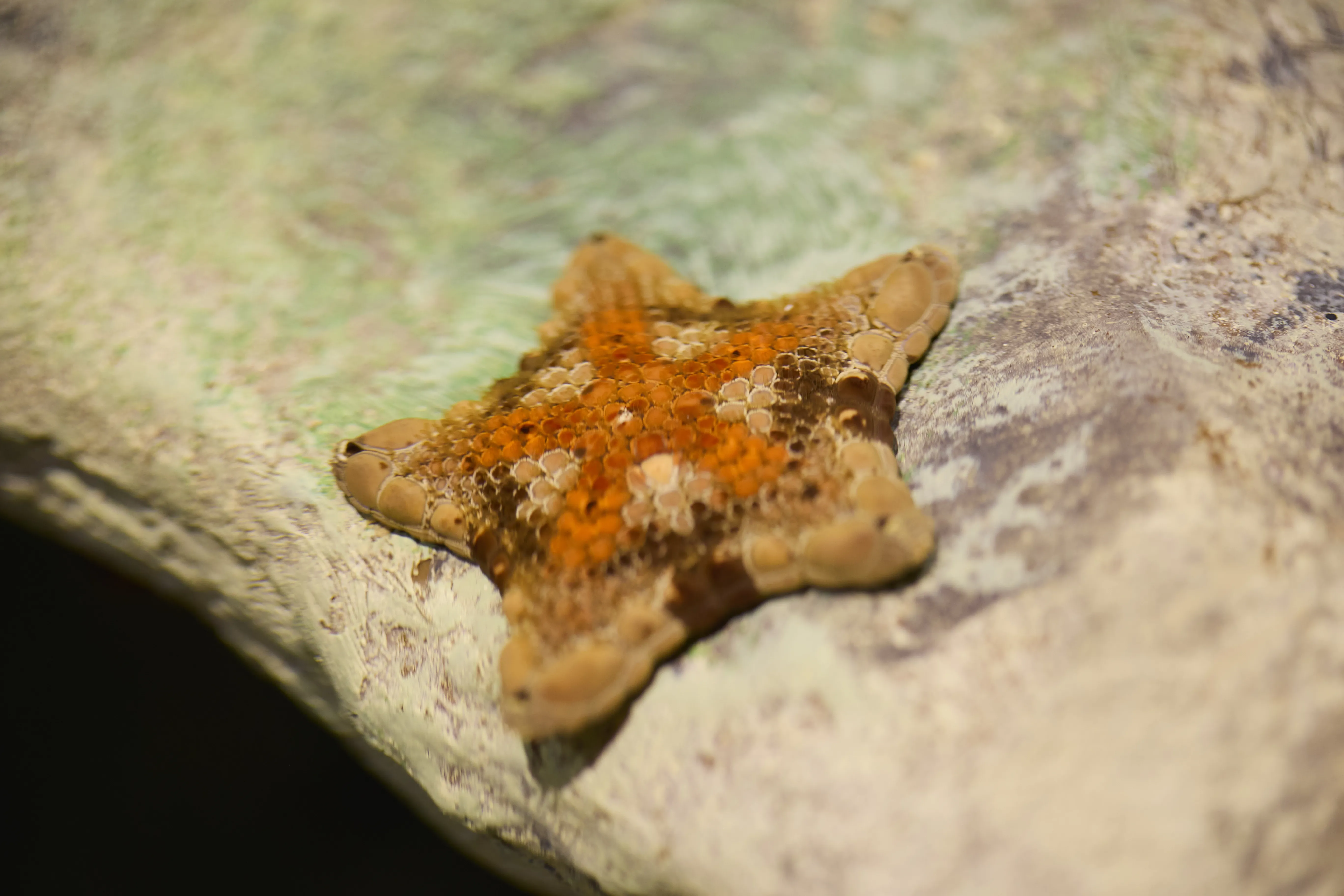 00032 SLMA Rockyshores2025 [USE GLOBAL] [EXP INPERP] Cushion Seastar