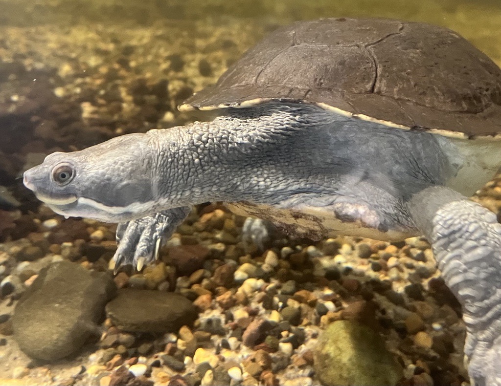 murray river turtle