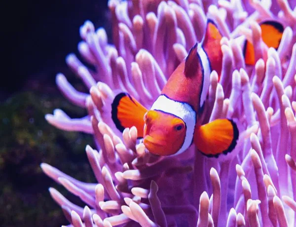 clownfish swimming