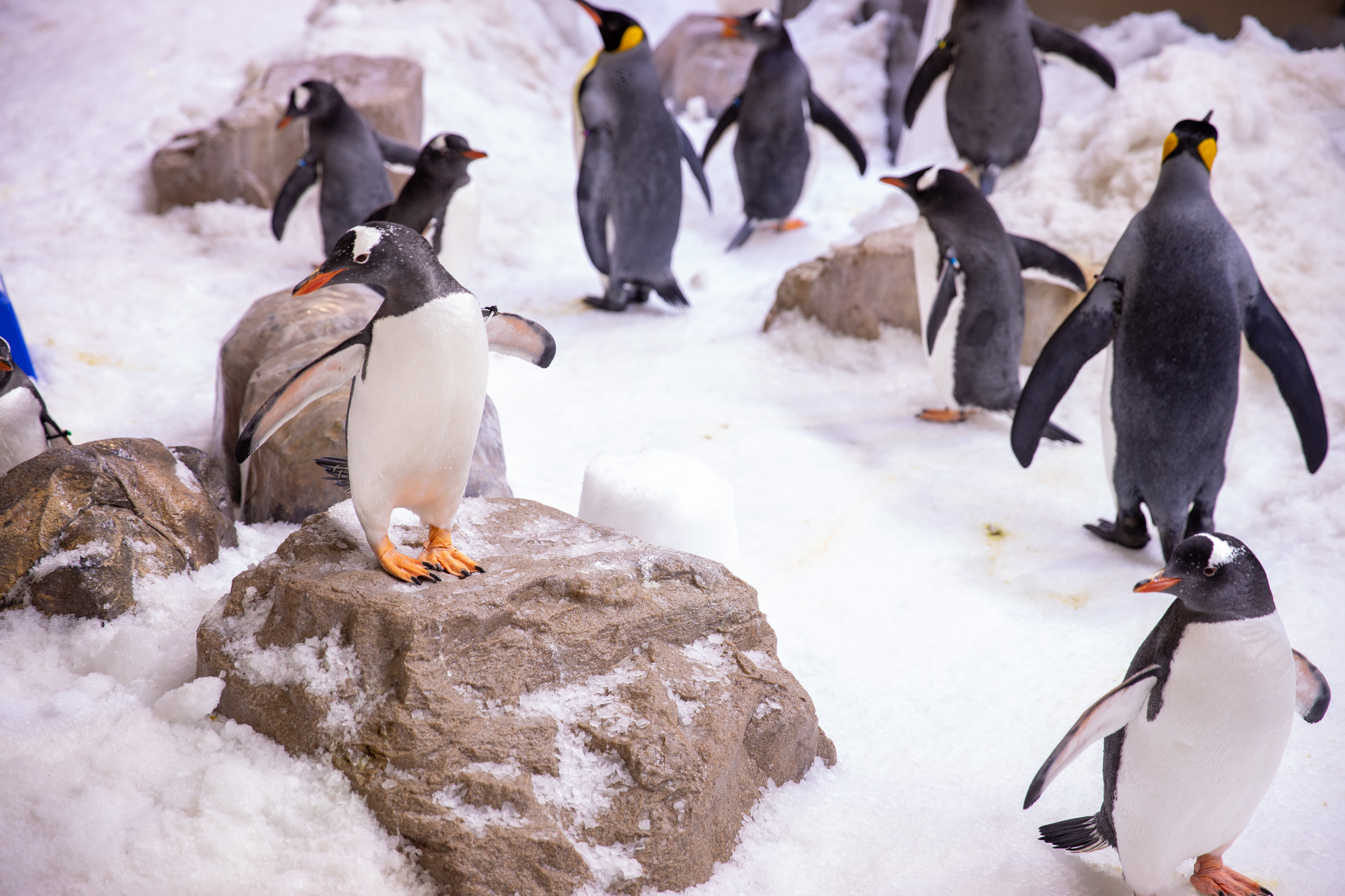 SLMA Penguin Playground Exhibit