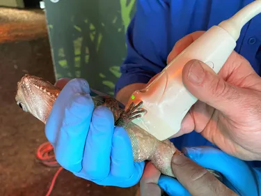 ‘Boyd's Forest Dragon transitioned from female to male