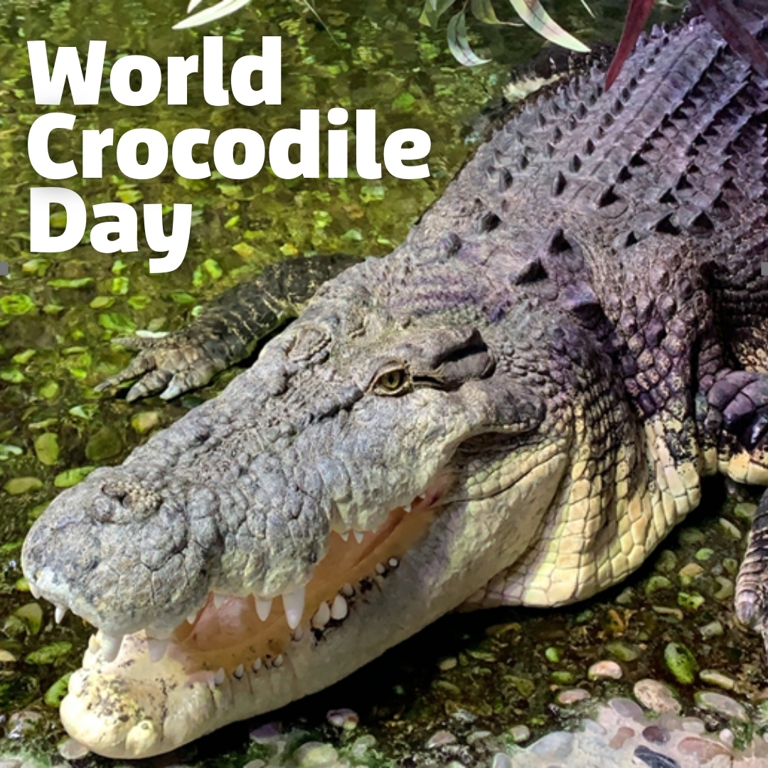 ‘Australia's Biggest Crocodiles at  SEA LIFE Melbourne