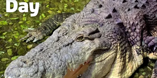 ‘Australia's Biggest Crocodiles at  SEA LIFE Melbourne