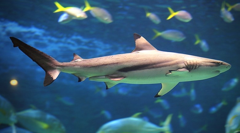 Blacktip Reef Shark Sea Life Melbourne Aquarium