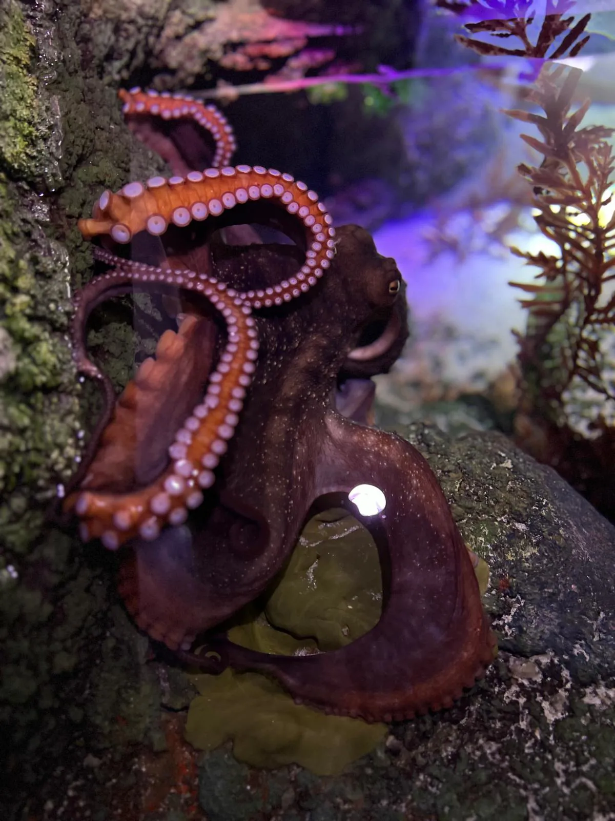 Fuzz The Gloomy Octopus At SEA LIFE Melbourne Aquarium 04 (1)