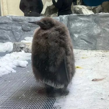 Fledging Pesto (1)