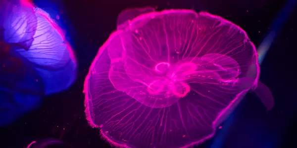 SLMA Moon Jellyfish (8)