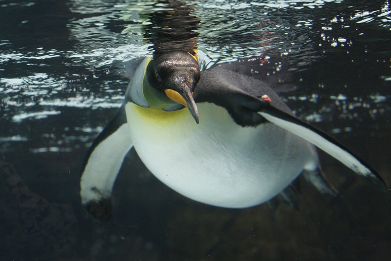 Sea Life Melbourne Junior Penguins 2