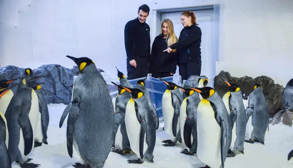 Penguin Passport2