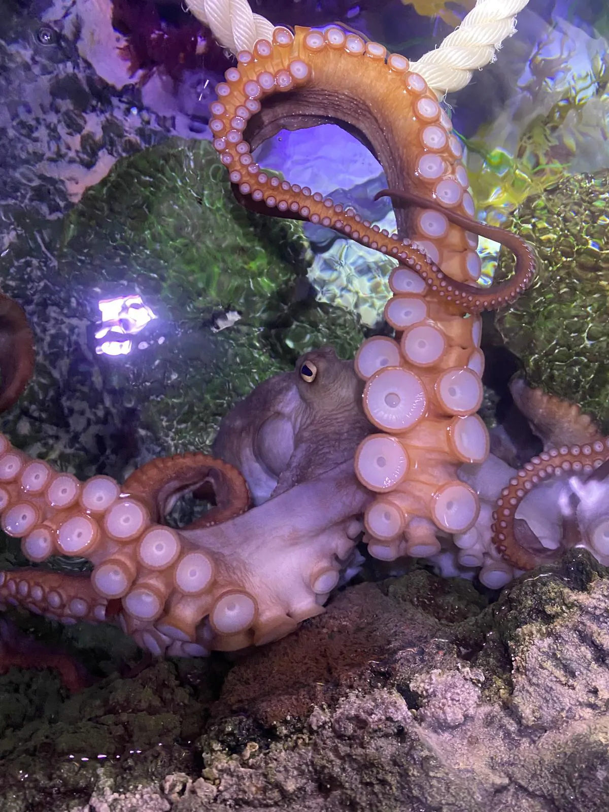 Fuzz The Gloomy Octopus At SEA LIFE Melbourne Aquarium 02 (1)