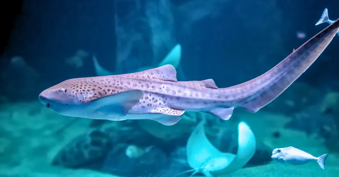 One of StAR Project's Leopard Sharks swimming in SEA LIFE Sydney Aquarium's Day & Night on the Reef habitat